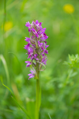 beautiful purple rare orchid plant on a meadow in Moravia in the Czech Republic