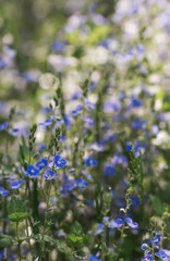 Beautiful natural background. Early morning in the forest with glare from the sun. Wildflowers Cornflower blue pharmacopoeia and dandelions in the sun.