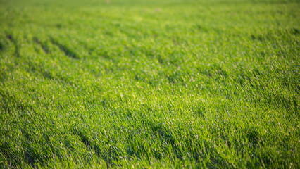 Obraz na płótnie Canvas Fresh green grass on a sunny summer day close-up. Beautiful natural rural landscape with a blurred background for nature-themed design and projects