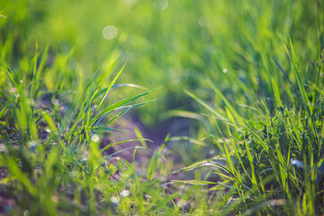 Fresh green grass on a sunny summer day close-up. Beautiful natural rural landscape with a blurred background for nature-themed design and projects