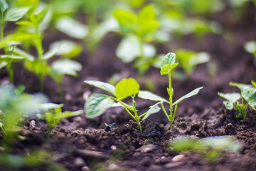 Crops planted in soil get ripe under sun. Cultivated land close up with sprout. Agriculture plant growing in bed row. Green natural food crop