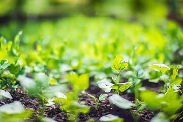 Crops planted in soil get ripe under sun. Cultivated land close up with sprout. Agriculture plant growing in bed row. Green natural food crop