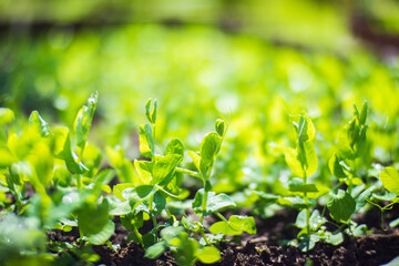 Crops planted in soil get ripe under sun. Cultivated land close up with sprout. Agriculture plant growing in bed row. Green natural food crop