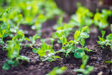 Crops planted in soil get ripe under sun. Cultivated land close up with sprout. Agriculture plant growing in bed row. Green natural food crop
