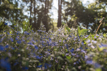 Obraz premium Beautiful natural background. Early morning in the forest with glare from the sun. Wildflowers Cornflower blue pharmacopoeia and dandelions in the sun.