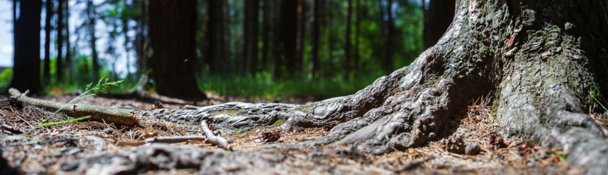 Close-up roots of pine in forest. Low point of view in nature landscape with strong blurry background. Ecology environment