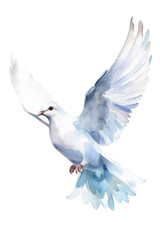 dove watercolor clipart cute isolated on white background