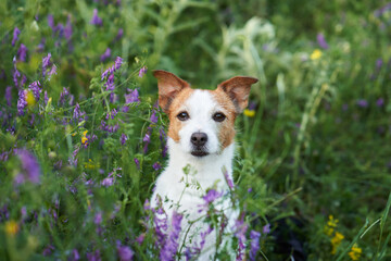 dog in wildflowers. Summer mood. Funny and Cheerful jack russell terrier in flowers