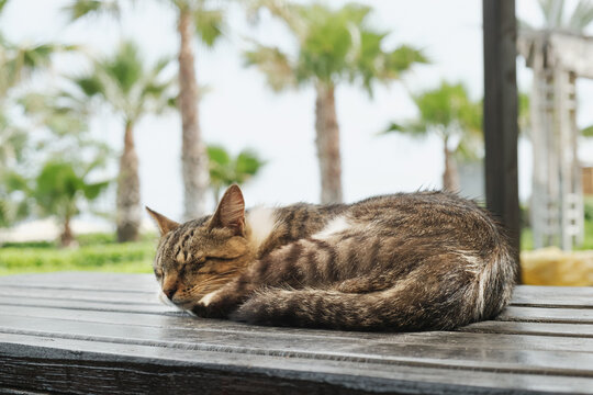 Shabby stray tabby cat sleeps on the table of a street coastal cafe. Resort sketch, beach holiday details. Taking care of pets, a stray cats problem
