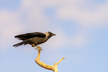 Western Jackdaw or Coloeus monedula, passerine bird of the Corvidae family.