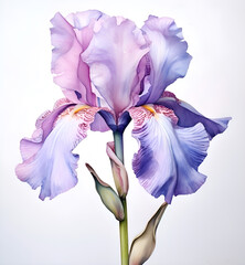 iris flower isolated on white