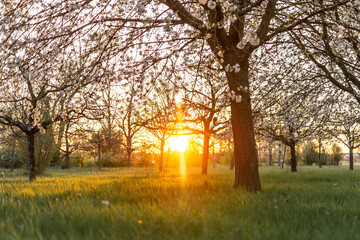 Magischer Sonnenuntergang zwischen weiß blühenden Bäumen im Frühling