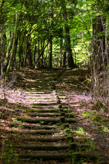 新緑の森を歩く