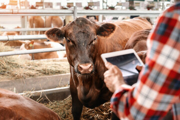 Cow looking at digital tablet in hands of farmer. - obrazy, fototapety, plakaty