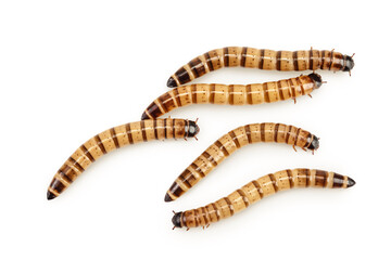 Worms larvae zophobas isolated on white background. Food for exotic animals. Top view. Flat lay
