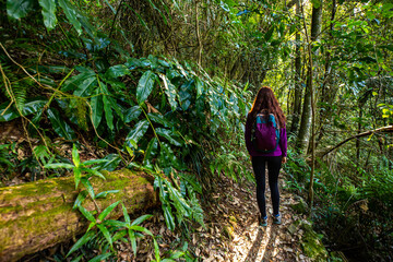 Naklejka na ściany i meble Beautiful girl hikes in magical Gondwana rainforest Warrie Circuit trail in Springbrook National Park, Gold Coast, Queensland, Australia
