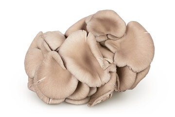 Oyster mushrooms isolated on white background with full depth of field