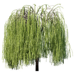 Willow tree – Isolated Front View, Tree cutout © Elathi