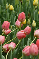 Tulipa