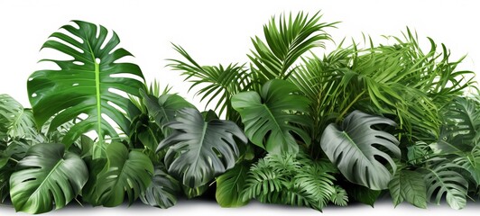 Leaf minimal summer plant texture wallpaper banner panorama illustration - Philodendron and other tropical leaves isolated on white background  (Generative Ai)
