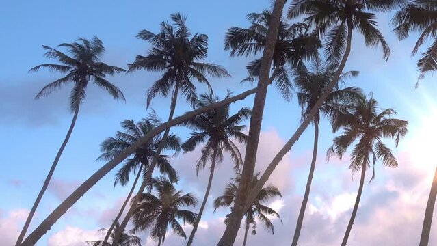 close-up of palm trees, tropical plants, pink clouds swaying in the wind at sunset in the background, summer background, bright sun, travel to the tropics, surf season