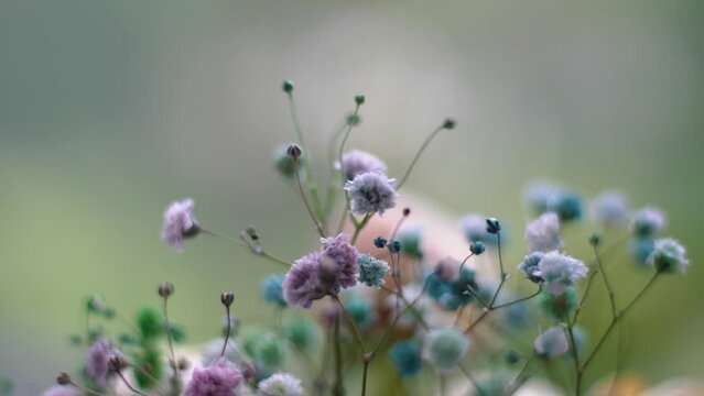 Multi colored gypsophila flowers close-up macro, shallow depth of field, 4k