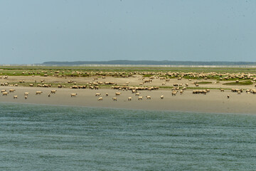 baie de somme, mouton, paysage landscape, haut de france, france, plage, mer, ciel bleu