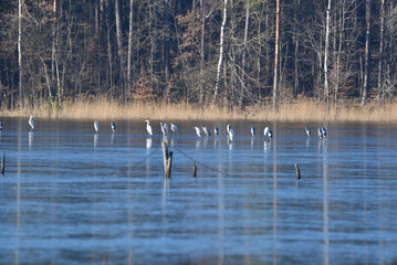 herons stand on the frozen surface of the lake