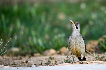 Great Spotted Woodpecker, perched on the ground.