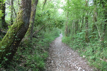 Chemin de randonnée dans la forêt, dans le Lot, Montcuq, Lauzerte, le GR65