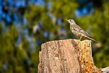 Common Thrush or Turdus viscivorus, perched on a log.