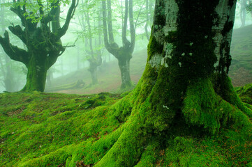 Gorbea Natural Park in spring
