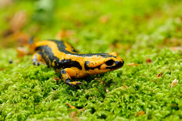 Black and yellow salamander on the grass