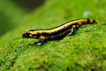 Black and yellow salamander on the grass