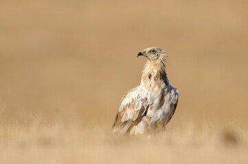 Egyptian vulture (Neophron percnopterus) in the wild