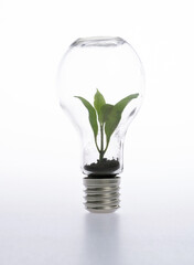 Green plant growth in light bulb