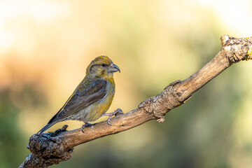 Crossbill or Loxia curvirostra, perched on a twig.
