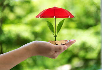 Toy umbrella covering green plant