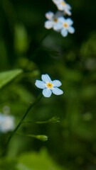 Florecillas silvestres de pétalos azul claro en bosque de Asturias