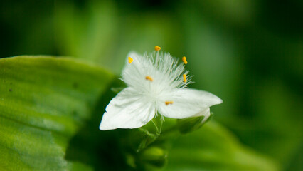 Pequeña flor silvestre de pétalos blancos y pistilos amarillos en 