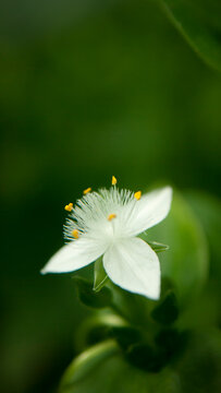 Peque&ntilde;a flor silvestre de p&eacute;talos blancos y pistilos amarillos en 