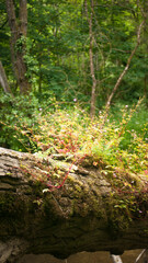 Arbusto silvestre en tronco derrumbado