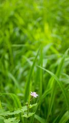 Pequeña flor silvestre morada en suelo de bosque