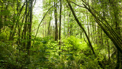 Fototapeta na wymiar Troncos y ramas en bosque verde de Asturias