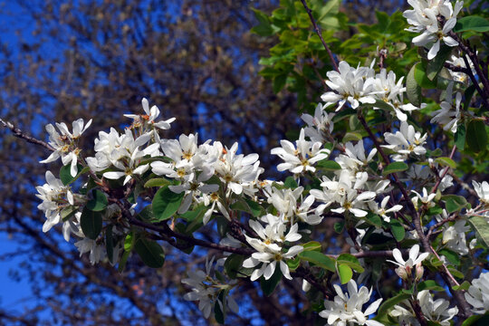 Detail of snowy mespilus (Amelanchier ovalis) flowers in spring