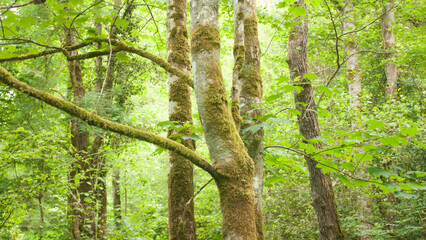 Musgo, verde, tronco, madera, arboles, tronco, cubrir, primavera, verde, madera, asturias, 