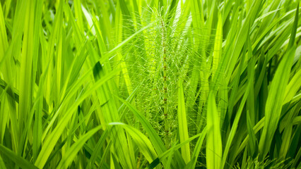 Planta cola de caballo silvestre en bosque