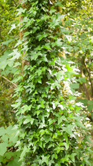 Obraz premium Enredadera trepando tronco de arbol