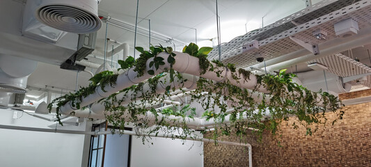 Biophilic design. Plants on the ceiling. Modern landscape system. concept of biophilia. Smart garden in the office.