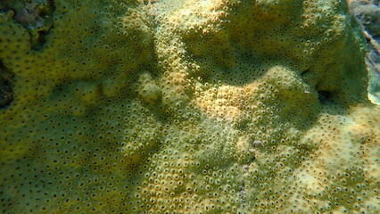 Rubber coral or rubbery zoanthid, encrusting zoanthid (Palythoa tuberculosa) undersea, Red Sea, Egypt, Sharm El Sheikh, Nabq Bay
